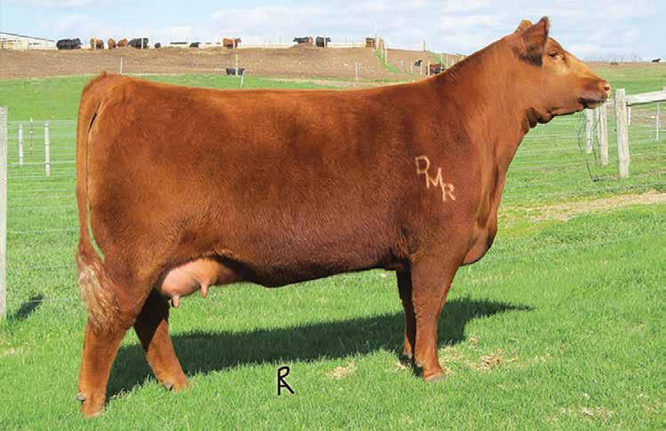 The Mimi Cow Family Damar Mimi W085 Maternal Granddam of Lots 84-90 Cow families are critical when it comes to advancing a program and we are firm believers in this philosophy.
