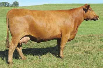 The Mimi Cow Family DFRA Tarmily N512 Maternal Granddam of Lots 91-92 The dam of the iconic Damar Mimi W085!