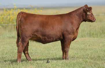 Sired by Spur Franchise of Garton, these females offer truly elite growth and carcass figures as they chart among the most elite in the breed.