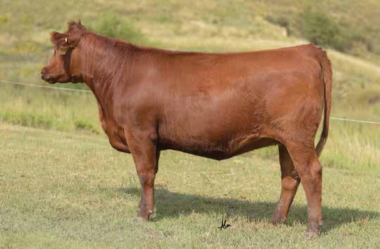 The Blockana Cow Family LOT 99 C-Bar Evolution 107Y Sire of Lot 99 LOT 100 Blockana 9144 A33 was the high selling bred heifer at the NILE Red Angus sale in 2014, from the famed Feddes program in