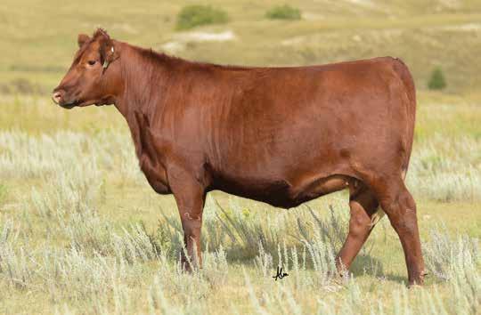 710E is the sister by 5L Independence and has been a true standout in the entire group of bred females.