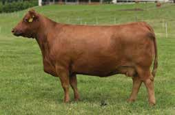 51 -% 49% 33% 68% 66% 92% -% -% 33% 89% 2% 7% 3% 1% 8153F is a Franchise of Garton sired female that is from the Countess 20 10 donor cow that was a past high seller from the Geis program and is now