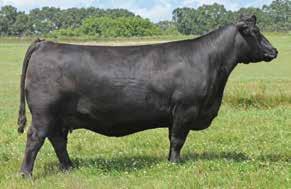 15 11% 22% 7% 30% 21% 85% 4% 87% 40% 92% 11% 52% 85% 83% An exciting opportunity to acquire genetics that are influenced by the powerful Black- Red Carrier female that originated in the Blairs.