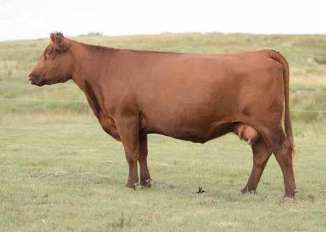 04 33% 19% 20% 56% 50% 6% 37% 34% 5% 78% 20% 76% 26% 47% 462 is the Pieper bred female that is sired by Prospect and backed by the Hay Cow stud, Cutting Edge.