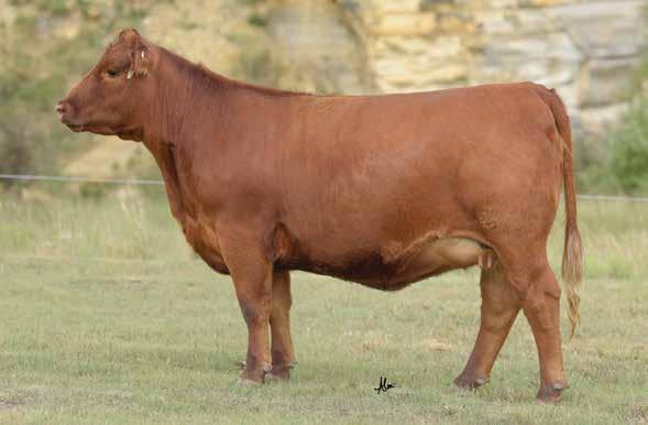 The Stony Cow Family LOT 2 A305 and her sister, A302 have been standouts throughout every stage of their lives.