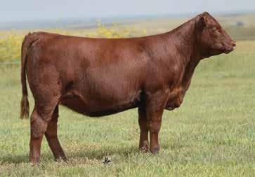 The Stony Cow Family LOT 4 LOT 5 This pair of open prospects are full sisters to the late C-Bar Creedence 131D. There is no denying the true maternal power and stoutness that these females possess.