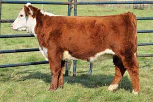Consigned by Red Oak Farms Lot 18 ROF Lady Top Cut 80F 19 JRR 503C KIRA 843F P43952227 Calved: March 25, 2018 Tattoo: LE 843F CRR 109 CATAPULT 320 {DLF,HYF,IEF} CRR 719 CATAPULT 109 {DLF,HYF,IEF} JRR