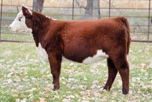 19; CHB$ 107 We had several Pilgrim calves this year and they don t disappoint. Long bodied, stout, growthy and a touch of chrome for the ring.