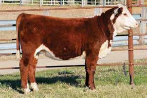 02; CHB$ 97 Fantastic 4F is just that fantastic! She was an embryo, I purchased from Mud Creek Farms in Illinois from their foundation donor cow, RRR122L Giselle 0408 ET.