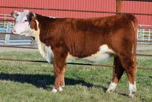 Many full sisters have been sold and have been class winners in state and major shows. Fantastic 4F is just another example of what this cow can do.
