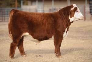 K Pitch 710 is a full brother to the champion pen of bulls at last year s National Western in Denver.