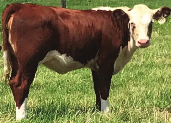 434 is the mother of Ferguson Farms herd bull. She is always bringing in a great calf in the fall. Bred to BF 4R Ribeye 1501.