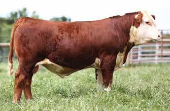 27 Bull HH Z80 CHARGE ON 6122 ET {DLF,HYF,IEF} P43751100 Calved: Oct.