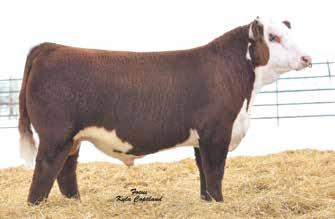 Consigned by Hopper Herefords, Maysville, Ky. Lot 27 HH Z80 Charge On 6122 ET 28 Bull HH POGUE 6920 ET {DLF,HYF,IEF} P43751116 Calved: Sept.