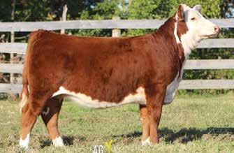 Lot 1A and 1B - CHOICE LOT This year we have dug deep into our ET heifer calves to follow through on our commitment to the Kentucky Hereford Association.