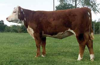 Whether you are keeping purebred females or making some great black baldies, this bull will work for you.