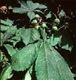 ACTIVE SUBSTANCES Ginkgo Biloba Indian chestnut Menthol natural Increases microcirculation,