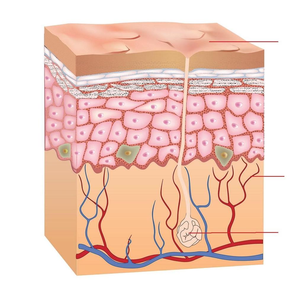 Skin Facts The skin is the largest organ of the body. It covers about 2 square metres and weighs about 16 per cent of the total weight of the body. The thickness of skin is different around the body.