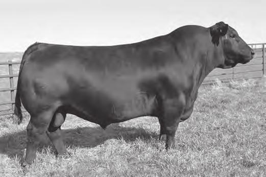 ANGUS REFERENCE SIRES A S A V RESOURCE 1441 DOB. 1/7/11 / REG#. +*17016597 / Tattoo.