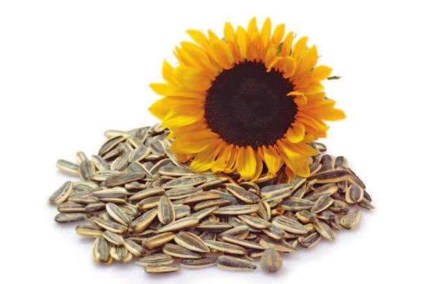 sunflower seeds, a sustainable natural crop grown in many parts of the world.