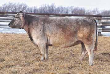 This female has the style, hair, and eyeappeal of a Maine, with the power and skeletal design of a Charolais which adds to her mating potential.