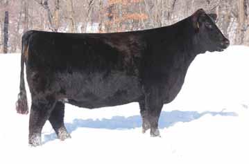 This Milkman daughter is huge footed, sleek fronted, and possesses a tremendous amount of top shape and eye-appeal. She is the kind that will produce show heifers & show steers at the highest levels.