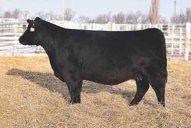 In the 2010 installment of The Chosen Few Sale this female was one of the standout open heifers in the entire offering, and now in 2014 she will rise to the top of this group of bred cows.