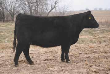 Females like this are the reason why people value foundation Angus cows so highly. You will love this heifers added rib shape, powerful top, and perfect skeletal design.