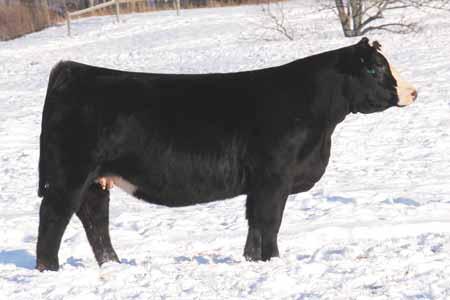 Grizzly, maternal sibs to Lot 21 & 21A. 21 203/39P, dam to Lot 21 & 21A.