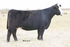 This pair of bred heifers display a beautiful front one-third, have added body dimension, and stand on a powerful leg.