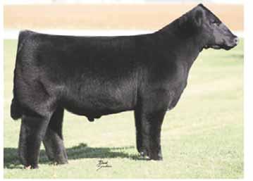 She has the stoutness of hip and overall completeness that you look for in a future cornerstone female. Selling safe in calf to the great I-80. Consignor.