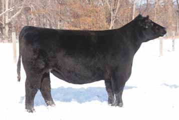 44 Kennedy Miss Monopoly Tattoo: -- Spring 2012 Club Calf -- P MONOPOLY HEAT WAVE CENTURY TOUCHSTONE MAINE/ AI d 04.12.13 to Grizzly; PE to Monsoon son from 05.17 to 09.15.13. This Monopoly female is destined for big things.