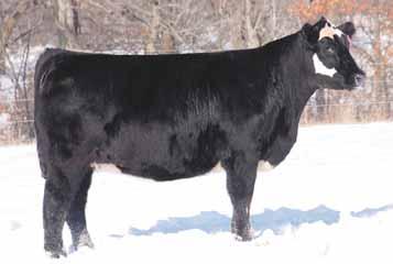 If you like them moderate, stylish, soft made, and sound here is your heifer.
