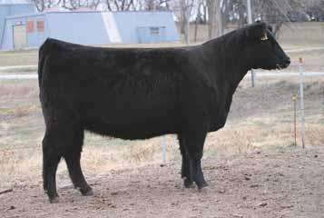 This star-headed female is sleek necked, sound moving, and has ample rib shape. If her looks don t grab you her maternal pedigree is sure to. Consignor... Hopp Cattle Co.