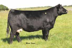 The now deceased Lucy donor cow owned by Josh Blackford has generated well over $300,000 in progeny sales with a variety of bulls. None more impressive than her mating to the immortal Irish Whiskey.