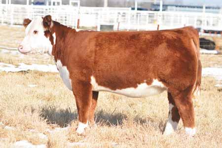 Hereford Pending P CRR ABOUT TIME 743 THM DURANGO 4037 CRR D03 CASSIE 206 BLME GEORGINA 58U UPS BOOMER 5124 ET HH MISS 421 DOM 8184 I don t need to tell anybody how hot the Hereford business is right