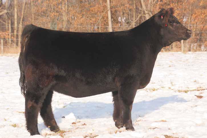 80 GCC Daisy Dukes Tattoo: 121A April 2013 MaineTainer ASA# Pending P MONOPOLY HEAT WAVE CENTURY TOUCHSTONE WHISKEY DAUGHTER WHISKEY 7 If you stop in her sale weekend and only have time to view one