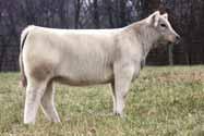 Dr. Who daughter has been a standout since day one. Show her as a Mainetainer or Chi, then count the days till you can get some calves out of her.