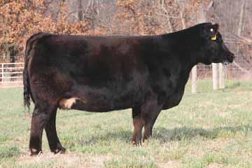 Flush work to be done this spring. 107 SVF STAR POWER X GCC-LSF 8113 (DR. WHO) Serious cattlemen take note of the opportunity presented here. These Star Power x Dr.