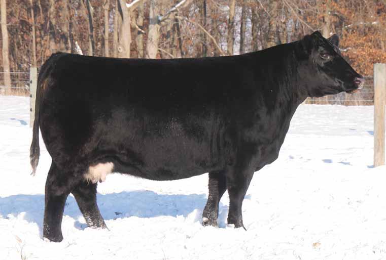 12 to GCC Whizard. You could write quite the story about this impressive donor female, but we will let her legacy and production record do the talking.