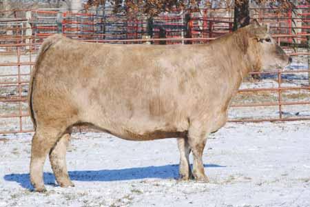 FRICTION FULL FLUSH DEBULL/MEYER 734 MIMMS 23 DONOR CHAROLAIS PAYBACK/WITCH DOCTOR P.E. to STF Royal Affair from 5.01 to 8.31.13.