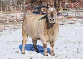 Kashmere displays an extended front one-third, stands on a huge foot, and has that maternal look that is displayed at it s finest in her picture perfect udder design.