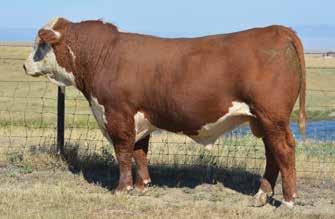 Outcross pedigree on top Boasts 14 traits of improvement with size, power and style! Ranks in the top 10% of the breed or better in 5 traits!