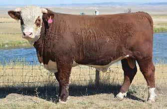 MISS 4SQ ADVANCE N01 {DOD} B 66 ADVANCE 917J 4SQ MISS STAR M-93 4.7 58 90 17 45 0.39 0.07 338 409 101 Great pigment on a real bull! Tons of performance with high weaning and yearling!