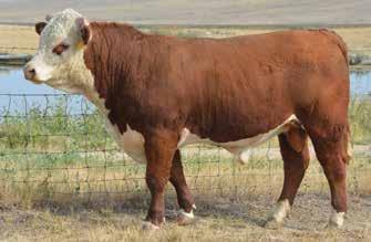STAR M-75 4.4 49 83 20 44 0.46 0.02 293 349 102 Solid describes this one! e carries a proud, dynamic way of possessing what cowmen look for!