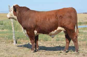 {DLF,YF,IEF} 3.8 56 90 28 56 0.18 0.23 262 340 85 Act. BW 78 lb. ere s a pounder! Anticipate eye-popping calves from this big boy! A 56 WW and 90 YW! King Ten intense and of course Christi!
