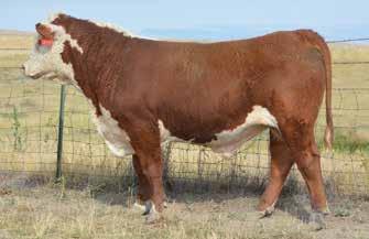 60 8 Times L3 508 KING COMFORT 767 P43829160 Calved: April 19, 2017 Tattoo: RE 767 Polled/Scurred DESERT COMFORT 037 {DLF,YF,IEF} L3 DESERT COMFORT 508 {DLF,YF,IEF} P43550860 L3 LADY STOCKINGS 126 ET