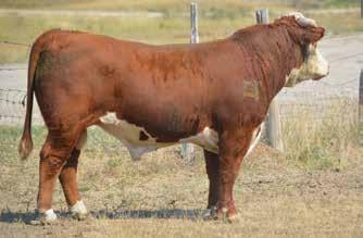MINT 996 {DLF,YF,IEF} MOICAN MINT 19M {DLF,YF,IEF} OX JADE 3013 3.2 52 89 21 47 0.47 0.12 290 356 107 Act. BW 80 lb. Polled son of the prolific 3024!