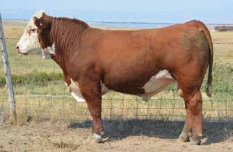 {DLF,IEF} L3 DIAMOND 679 {DLF,YF,IEF} D LADY PREMIER 653 3.2 49 98 22 47 0.55 0.04 260 315 112 Act. BW 78 lb. Sweet combination of does-it-all! Fifteen times back to breed leader King Ten!