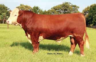 1 55 97 29 56 0.81 0.33 247 324 127 Act. BW 74 lb. Quite possibly the most popular ereford bull in the country today is 0945!